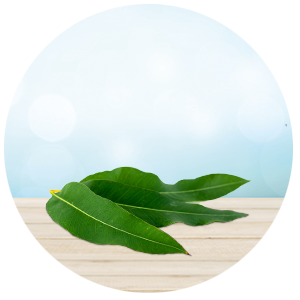 bol eucalyptus