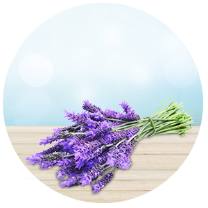 lavendel