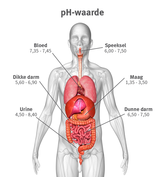 ph waarde lichaam
